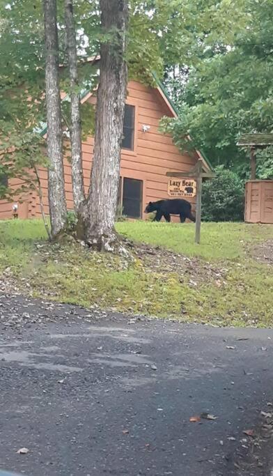 סביירוויל Lazy Bear Cabin מראה חיצוני תמונה